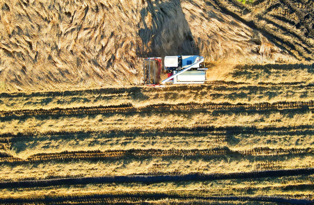 10月18日，在辽宁沈阳市沈北新区兴隆台镇青年农场，收割机在收割水稻（无人机照片）。
