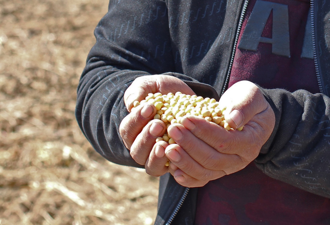 10月7日在辽宁沈阳市法库县依牛堡子镇崔家屯村拍摄的收获的大豆。
