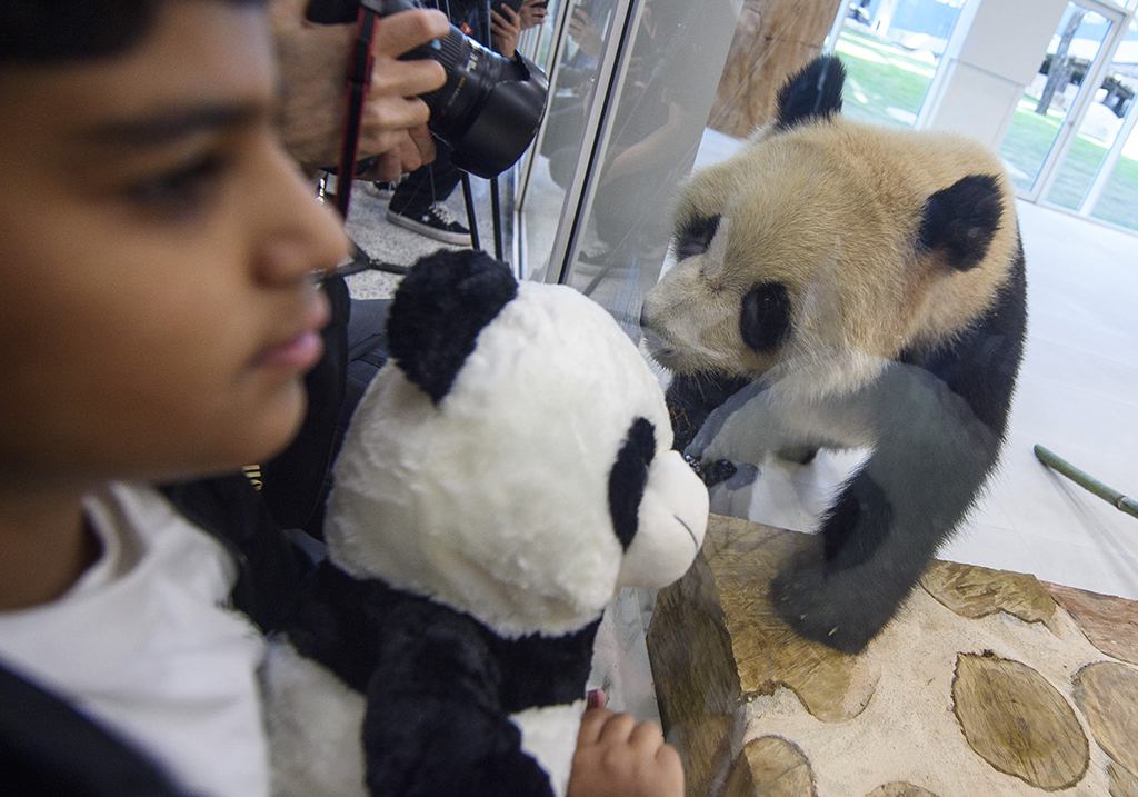 兩隻中國大熊貓抵達卡塔爾