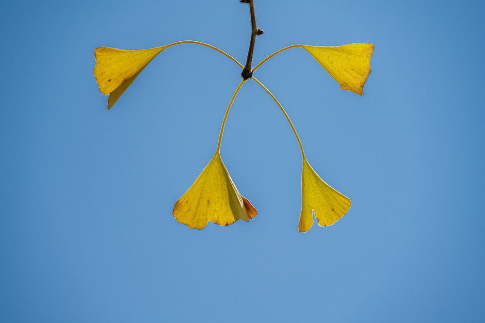 這是10月18日在貴州省畢節市百裡杜鵑管理區拍攝的銀杏葉。新華社發（李華 攝）