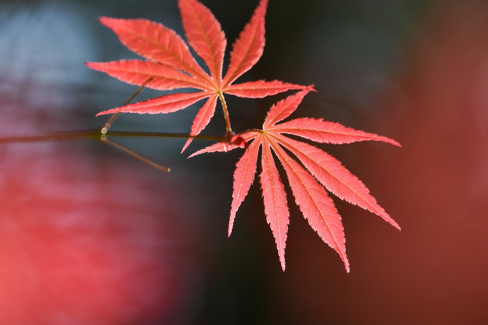10月12日，江蘇省南京市中山植物園的樹葉變紅。新華社發（方東旭 攝）
