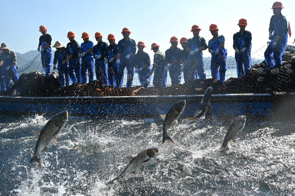 10月22日，捕捞队员在千岛湖黄山尖水域使用巨网合力捕鱼。