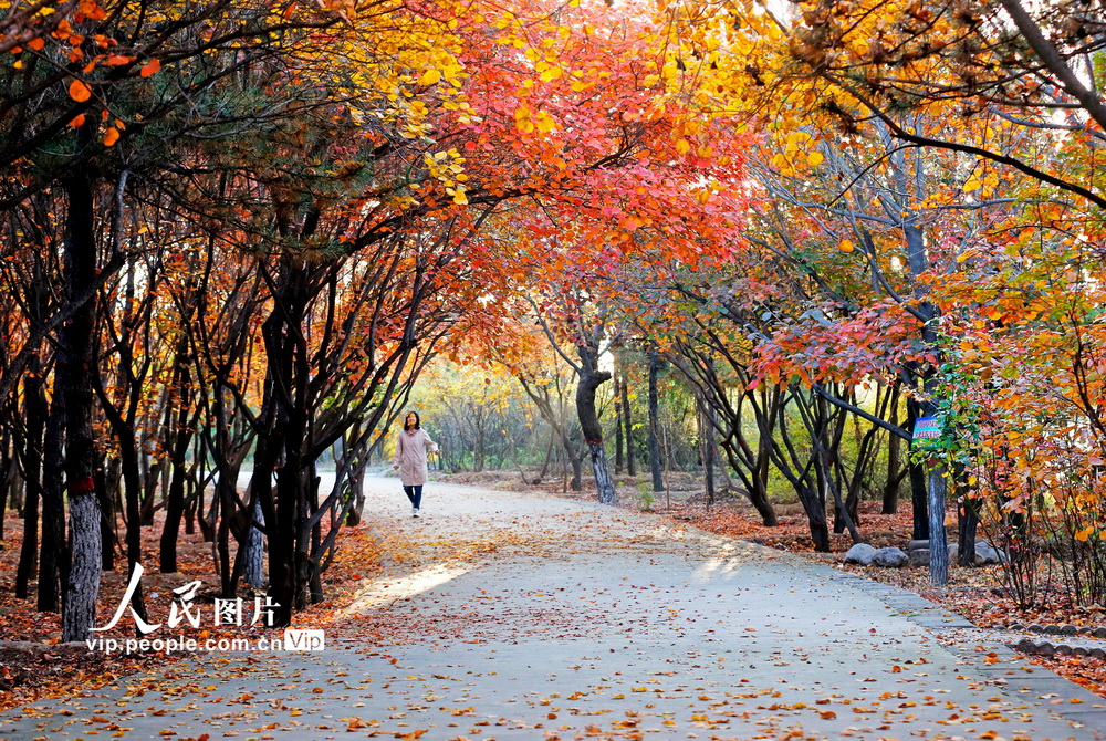 2022年10月23日，市民在山西省临汾市襄汾县东岭森林公园内观赏红叶。