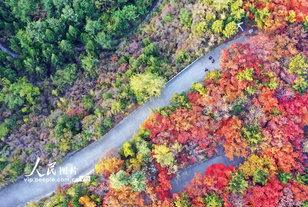 2022年10月23日，市民在山西省临汾市襄汾县东岭森林公园内观赏红叶。