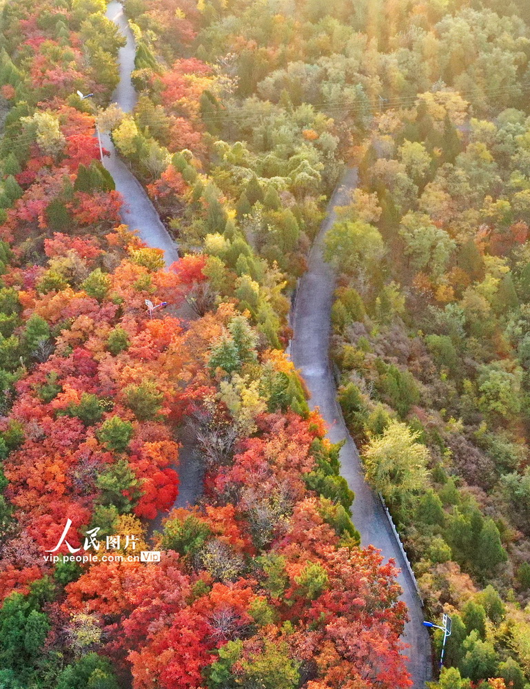 2022年10月23日，在山西省临汾市襄汾县东岭森林公园内拍摄的红叶景色。