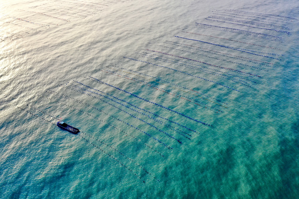 在福建省霞浦縣三沙鎮海域，生蚝採收船在進行採收作業（10月22日攝，無人機照片）。