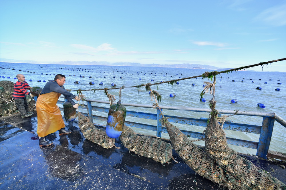 在福建省霞浦縣三沙鎮海域生蚝養殖區，採蚝工在採收生蚝（10月22日攝）。