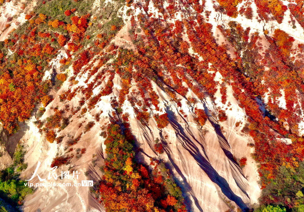 2022年10月23日，山西省平陸縣中條山10畝紅葉進入最佳觀賞期。