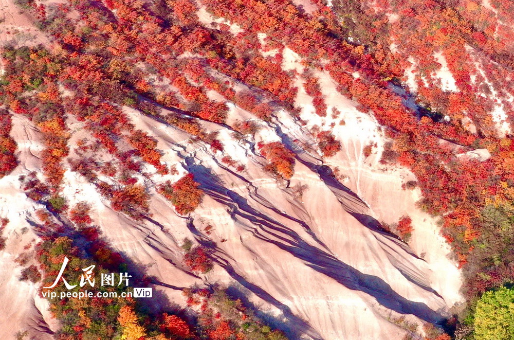 2022年10月23日，山西省平陆县中条山10亩红叶进入最佳观赏期。