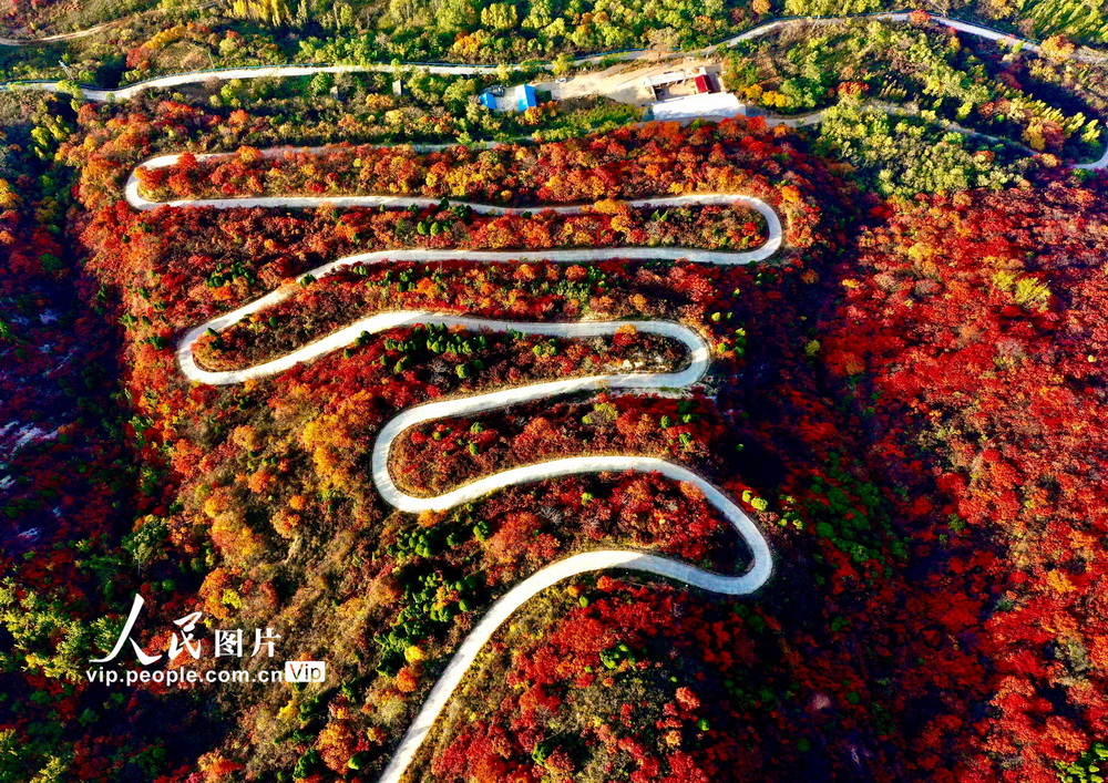 2022年10月23日，山西省平陸縣中條山10畝紅葉進入最佳觀賞期。