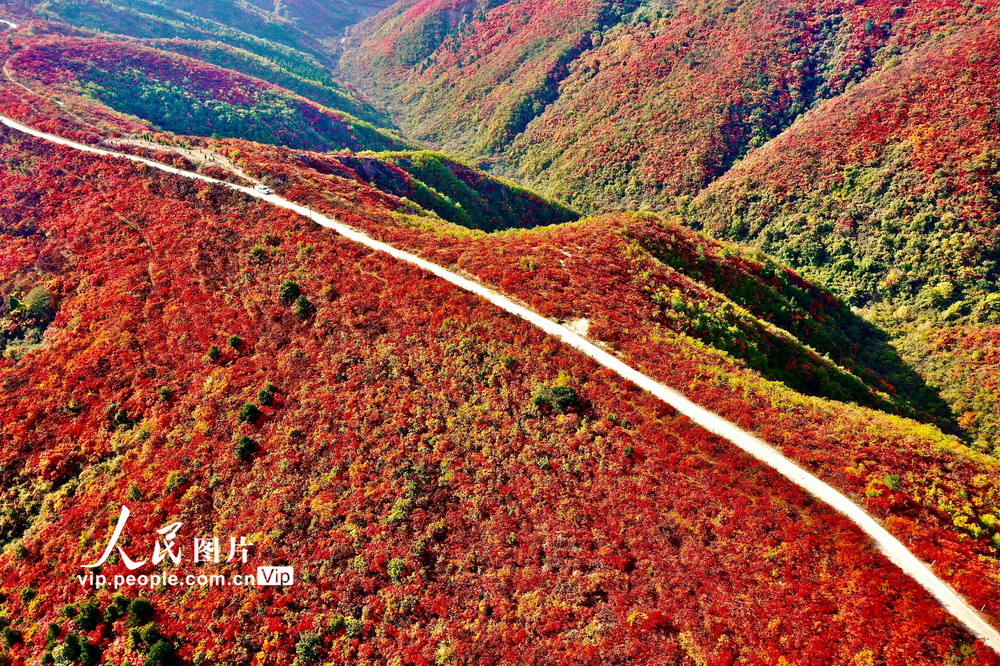2022年10月23日，山西省平陆县中条山10亩红叶进入最佳观赏期。