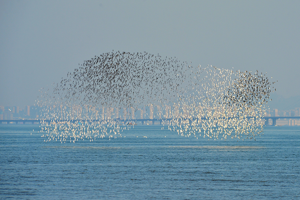 大批候鳥飛抵山東青島膠州灣准備越冬【2】