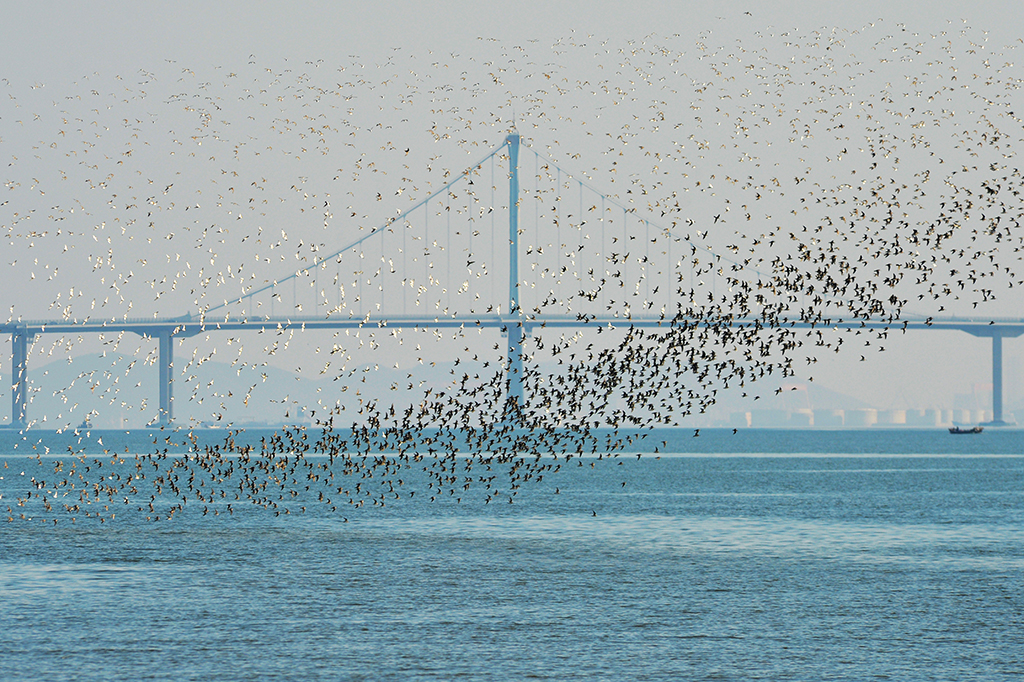 大批候鳥飛抵山東青島膠州灣准備越冬