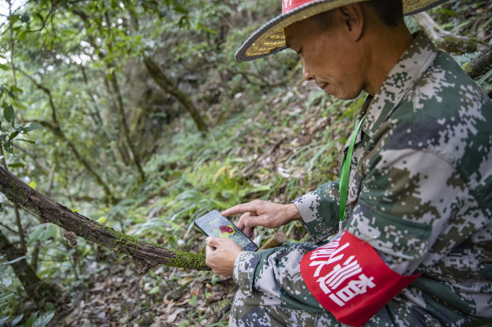 10月21日，在重慶金佛山國家級自然保護區，護林員張廷剛用手機上傳巡山路線記錄。