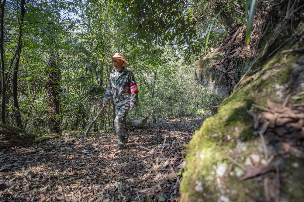 10月21日，在重慶金佛山國家級自然保護區，護林員張廷剛在巡護山林。