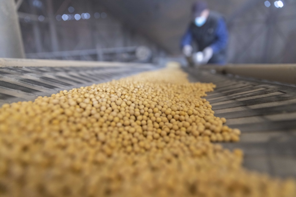 10月25日，在綏化市益盛糧食購銷有限公司內，檢驗員對大豆進行隨機抽樣檢測。