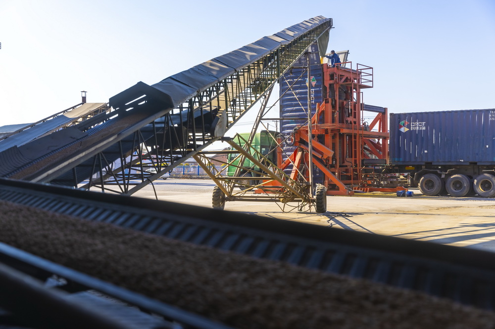 10月25日，在綏化市益盛糧食購銷有限公司內，工人利用機器將大豆裝入鐵路貨運集裝箱。