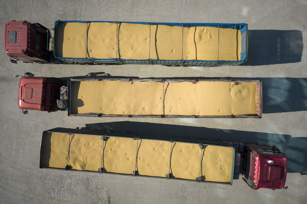 這是10月25日拍攝的裝滿大豆的運糧車在綏化市益盛糧食購銷有限公司院內等待入庫（無人機照片）。