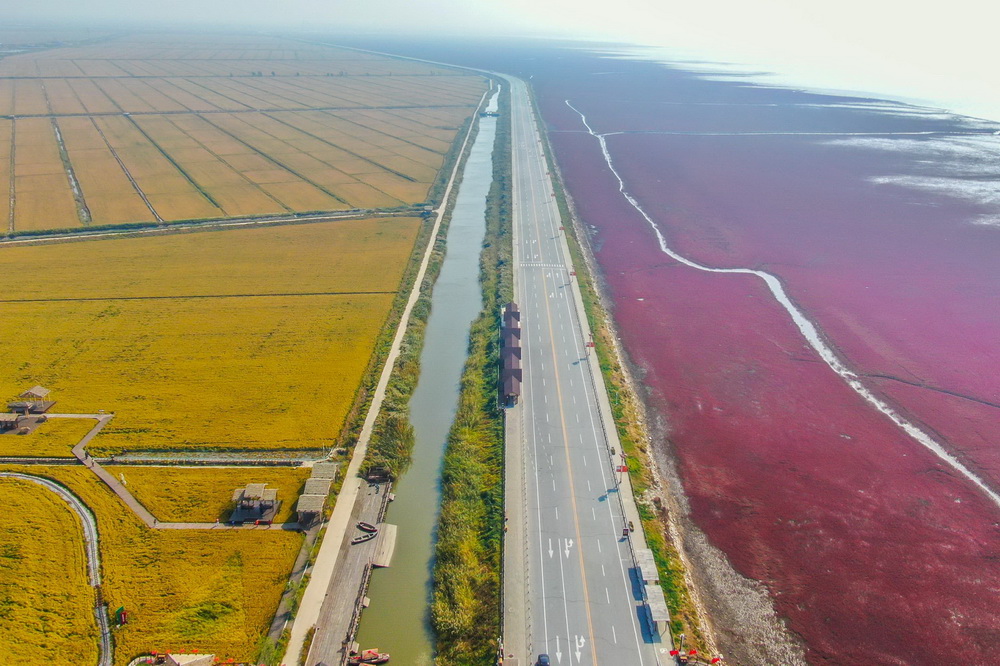 這是盤錦市紅海灘國家風景廊道景區內的稻田及紅海灘風光（2022年9月28日攝，無人機照片）。新華社記者 王乙杰 攝