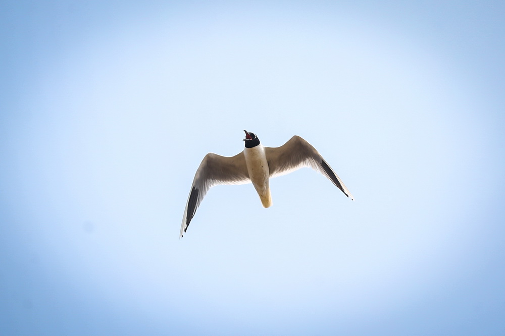 在遼河口國家級自然保護區南小河保護站附近的濕地，黑嘴鷗在空中飛翔（2022年6月17日攝）。新華社記者 潘昱龍 攝