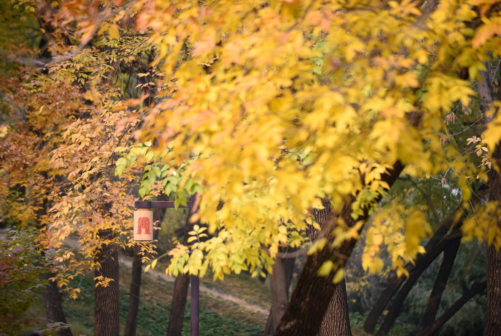 這是10月26日拍攝的圓明園秋景。
