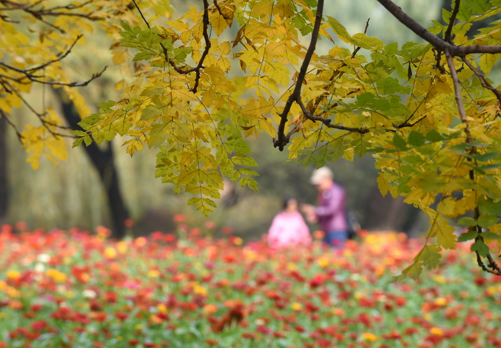 10月26日，游客在圓明園游玩賞秋。