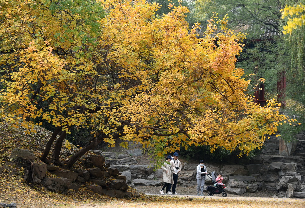 10月26日，游客在圓明園游玩賞秋。