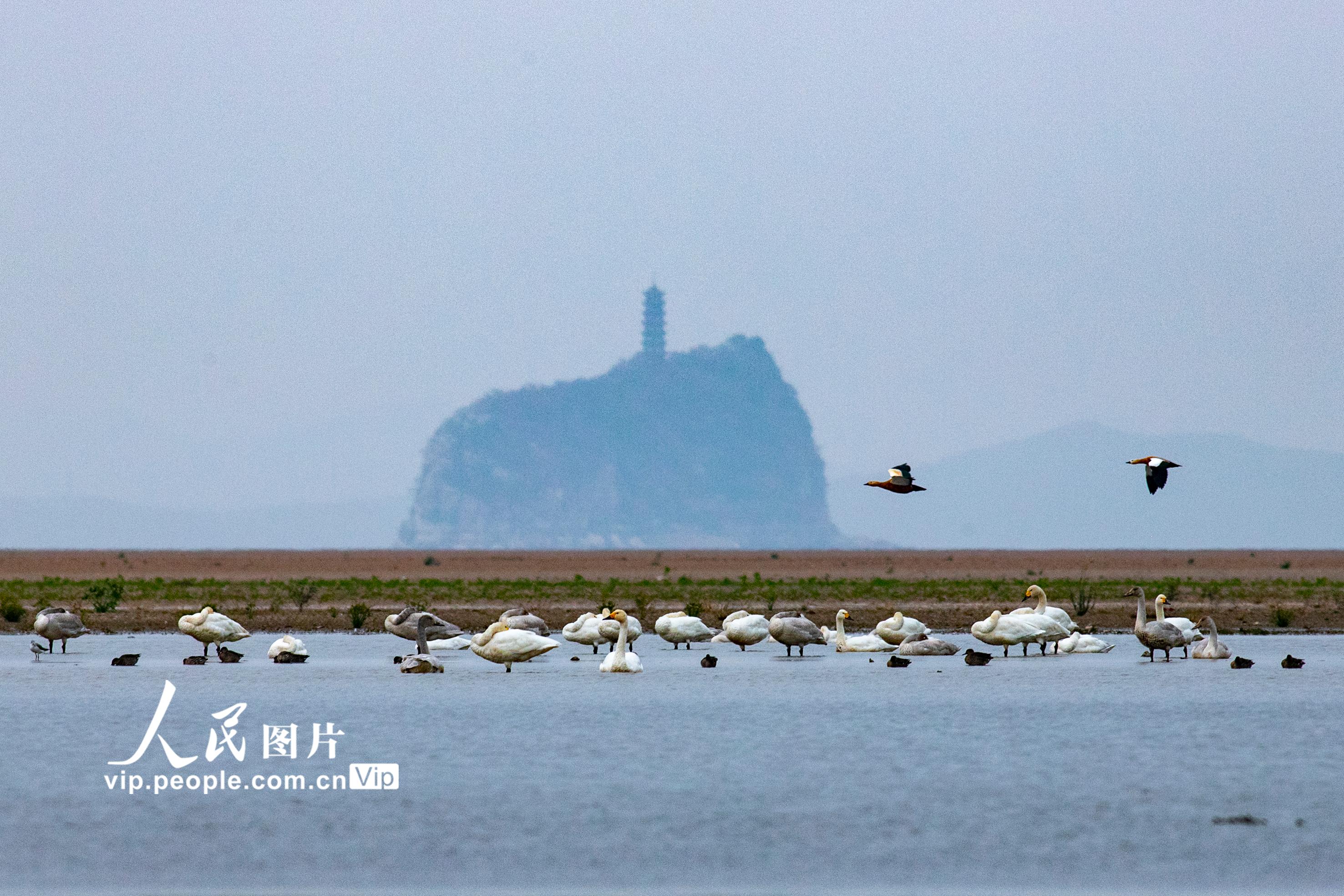 江西湖口：越冬候鳥陸續抵達鄱陽湖【2】
