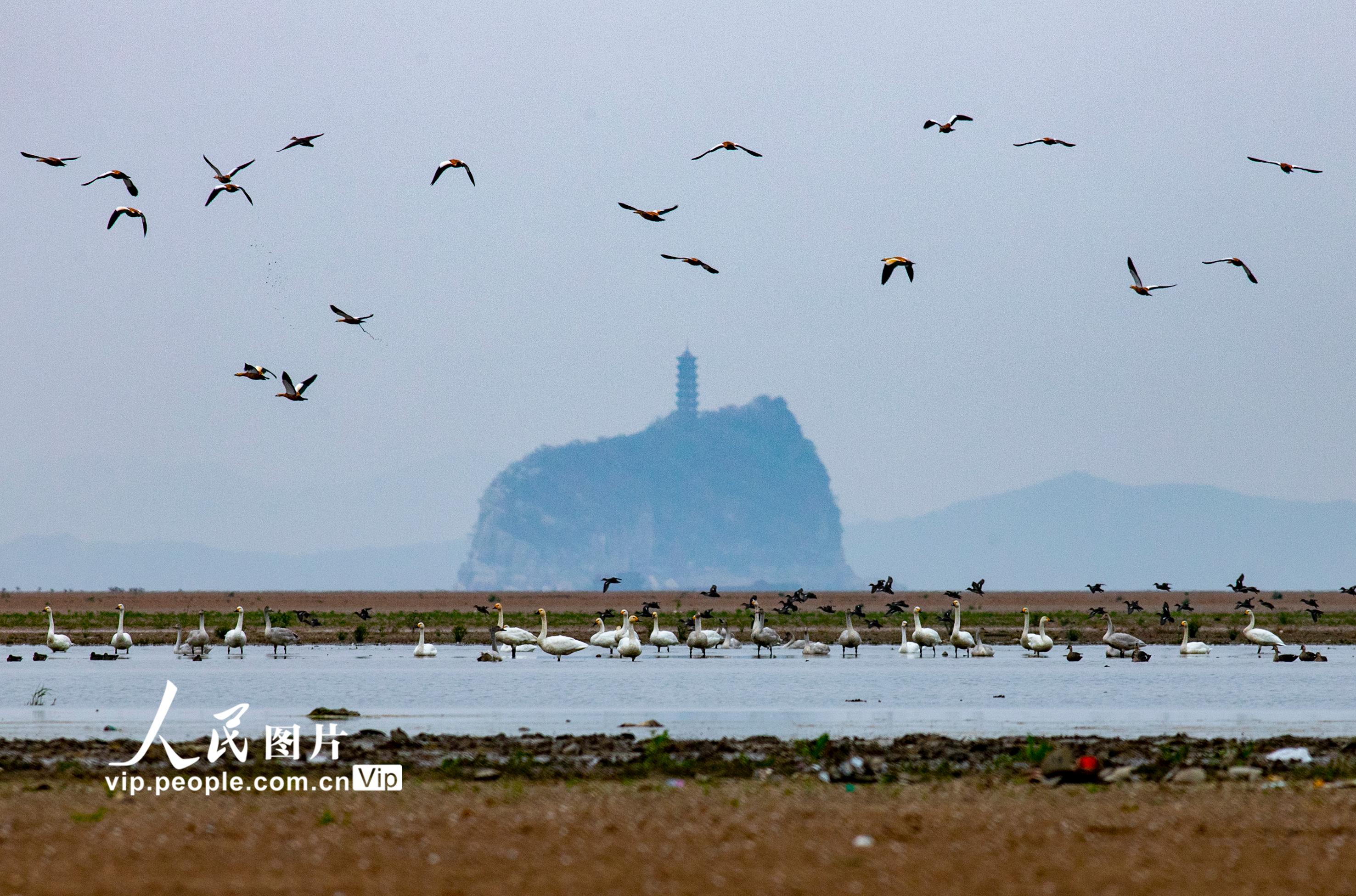 江西湖口：越冬候鸟陆续抵达鄱阳湖