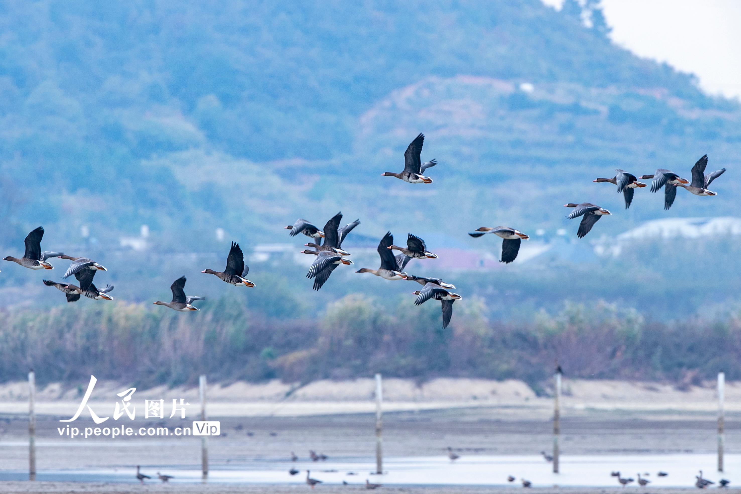 江西湖口：越冬候鳥陸續抵達鄱陽湖【5】