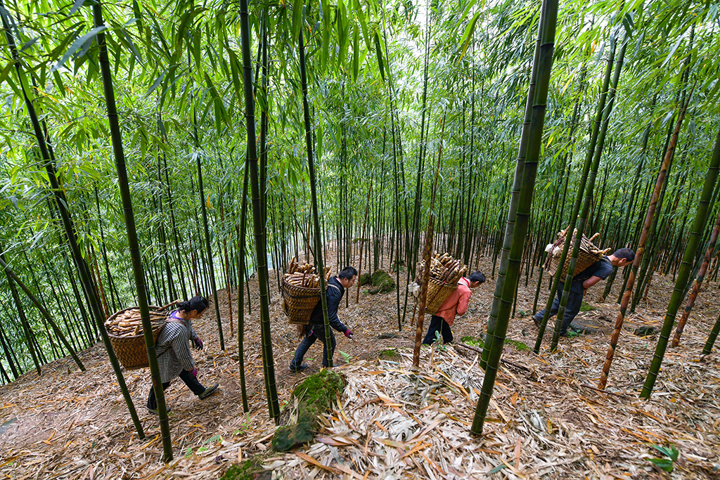 貴州赤水5萬畝大竹筍豐收上市
