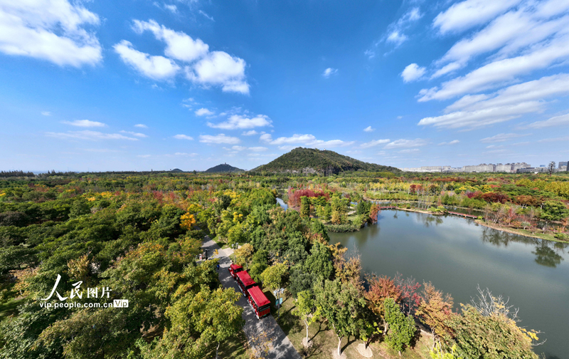 2022年10月29日，江苏南通狼山国家森林公园军山绿野美丽秋景。