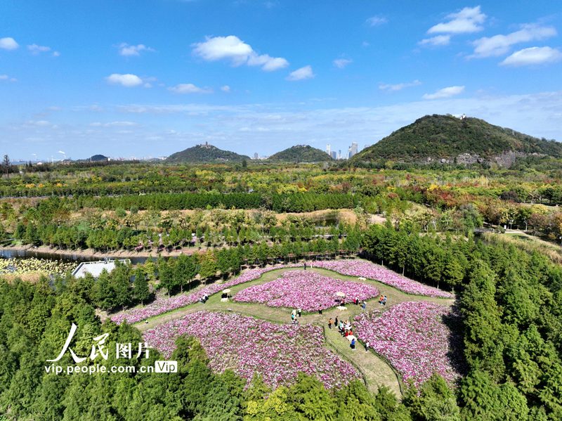 2022年10月29日，市民在江苏南通狼山国家森林公园军山绿野格桑花花海赏花。
