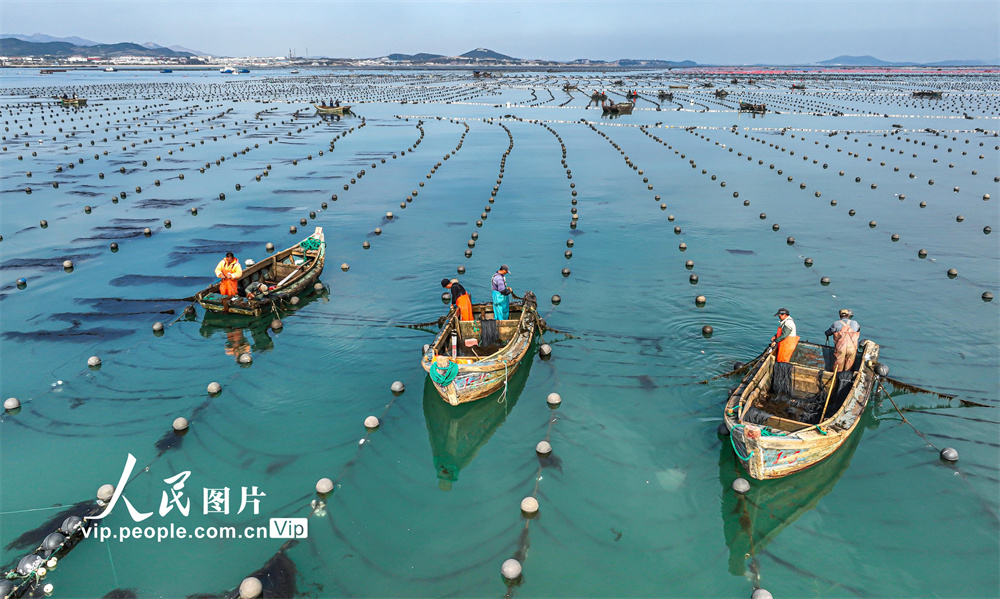 养殖工人们在进行海带苗种暂养作业。