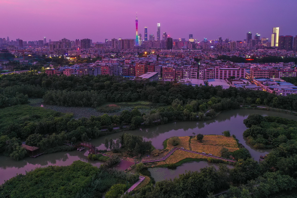 夕照下廣州海珠濕地水稻田與不遠處璀璨城市天際線相映（2020年7月25日攝，無人機照片）。新華社記者 劉大偉 攝