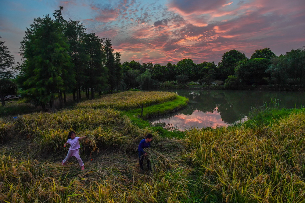 孩子在广州海珠湿地水稻田体验收割劳作（2020年7月25日摄）。新华社记者 刘大伟 摄