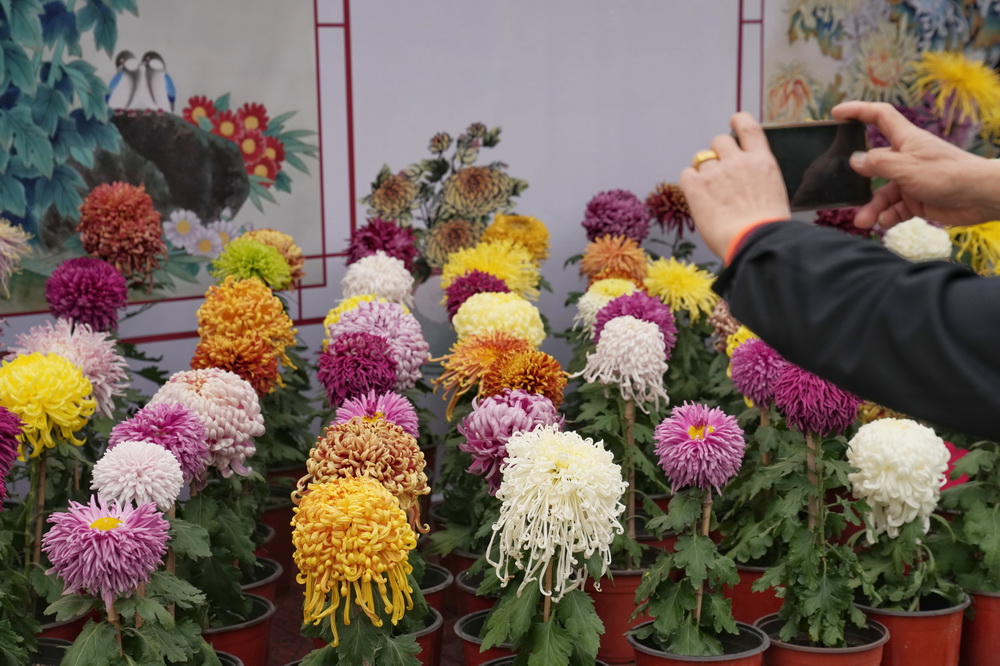 10月30日，市民在北海公園拍攝菊花。