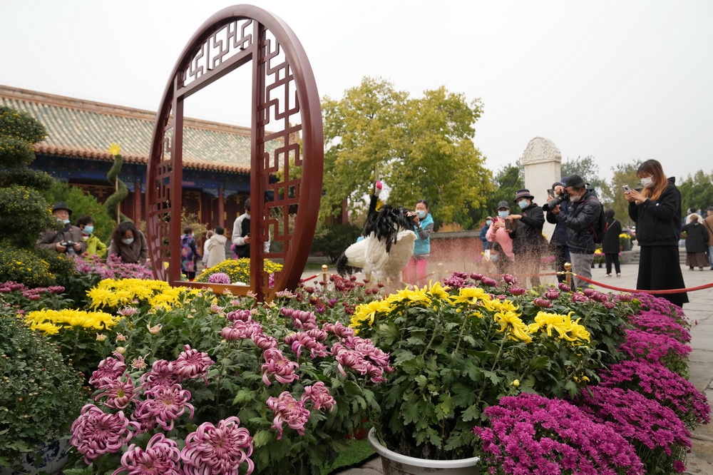 10月30日，市民在北海公园观赏菊花。