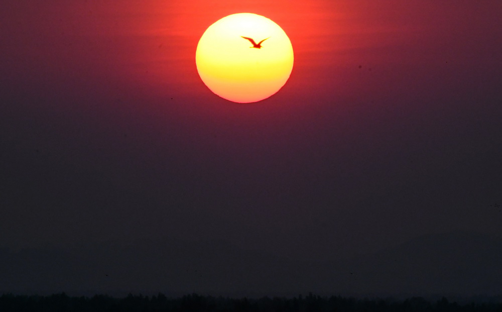 一隻鳥在廣西山口紅樹林生態國家級自然保護區上空飛行（10月23日攝）。