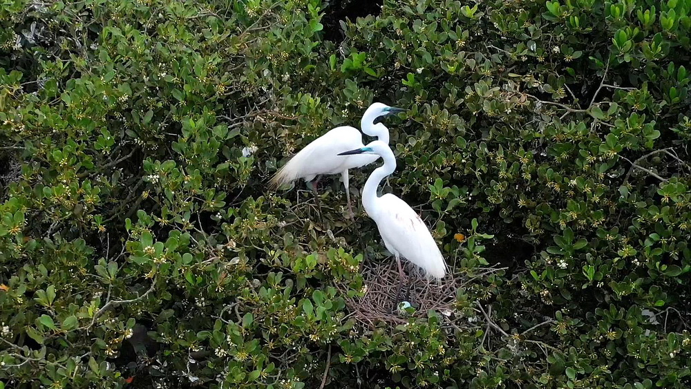 在廣西山口紅樹林生態國家級自然保護區，兩隻鳥在紅樹林中棲息（8月25日攝，無人機照片）。