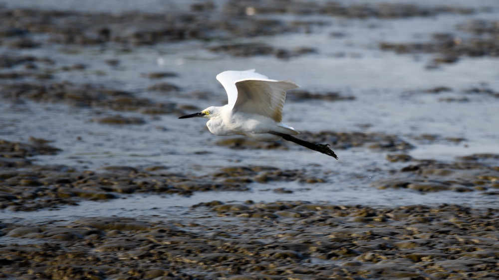 一隻鳥在廣西山口紅樹林生態國家級自然保護區飛行（10月23日攝）。