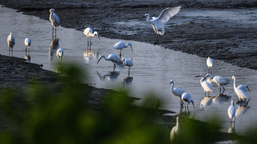 鳥兒在廣西山口紅樹林生態國家級自然保護區淺水處覓食（10月23日攝） 。
