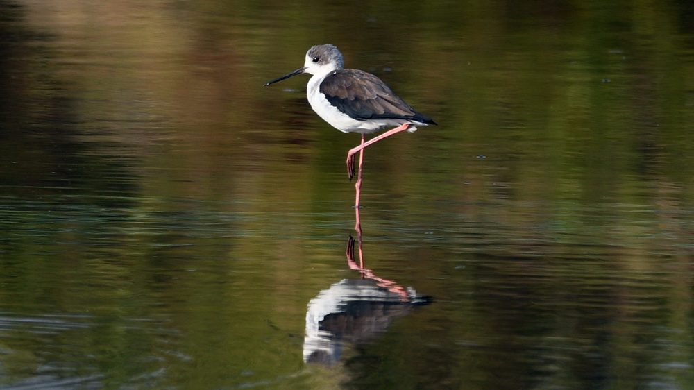一隻鳥在廣西山口紅樹林生態國家級自然保護區的水中停留（10月23日攝）。
