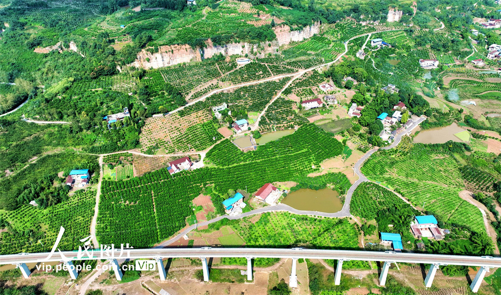 11月1日，航拍四川省眉山市仁壽縣祿加鎮中合村，一曾經廢棄的礦山變成綠意盎然的果園。