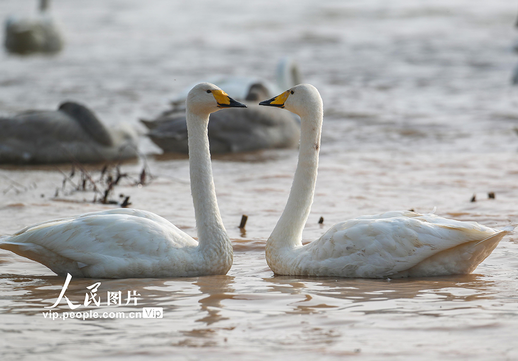 山西平陸：黃河濕地陸續迎來越冬大天鵝【6】