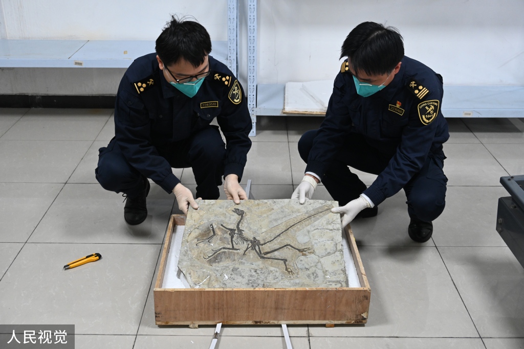 上海海关截获一副禁限出境古生物化石
