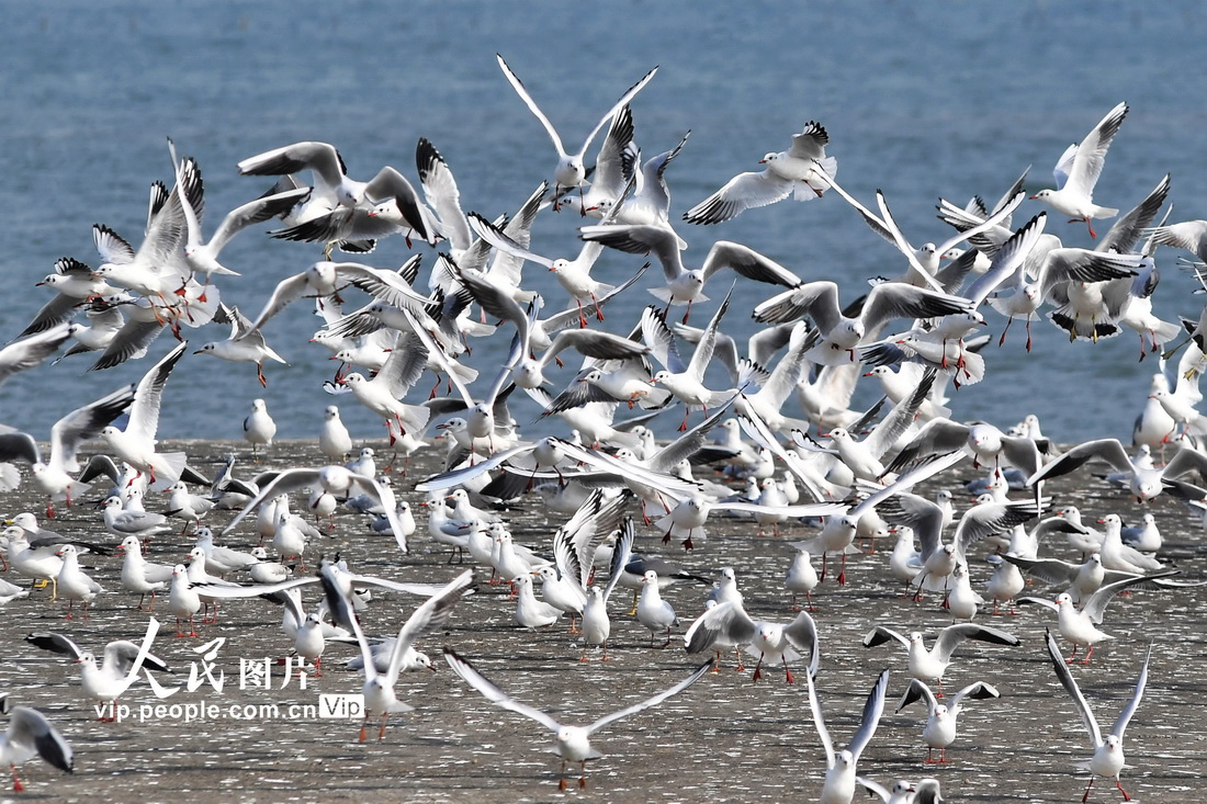 2022年11月4日，在山东省青岛市胶州湾海洋公园红岛段滩涂湿地的候鸟“服务区”，成群红嘴鸥在此驻足休憩。