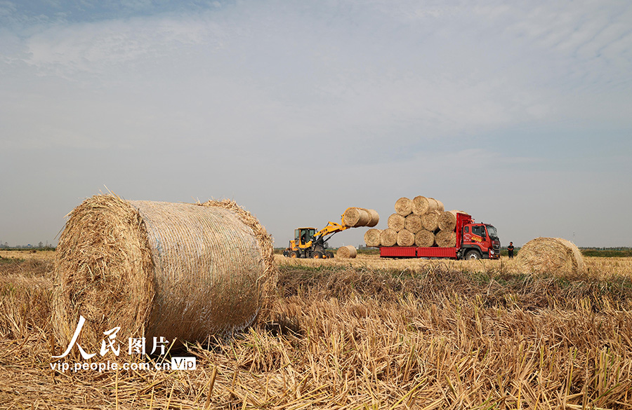 机械在稻田实施打捆和运输作业。