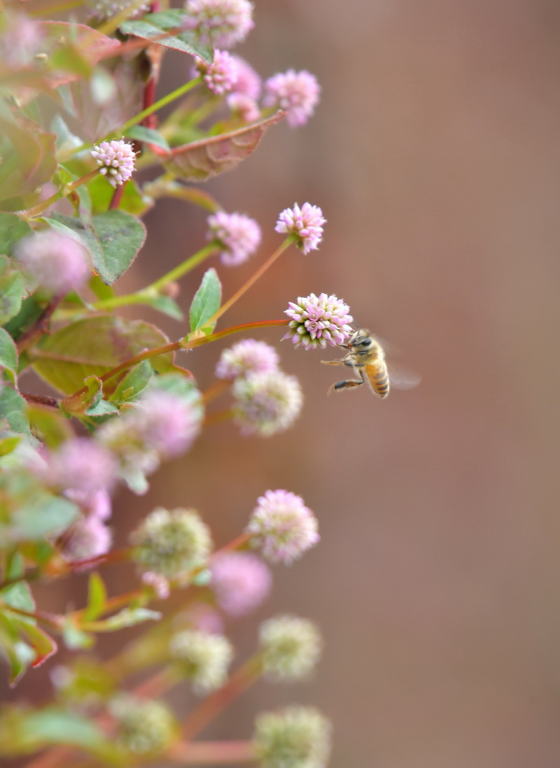 10月29日，在湖北省宣恩縣，蜜蜂在花間飛舞。新華社發（宋文攝）