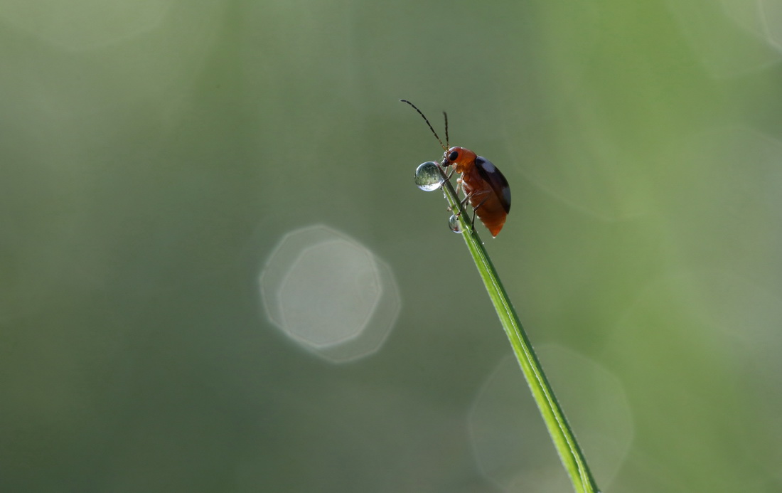 10月30日，在雲南省景洪市，昆虫爬上草尖。新華社發（李雲生攝）